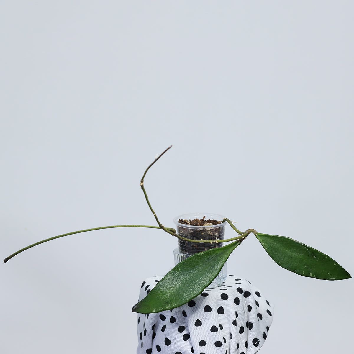 Hoya kloppenburgii (Tenom, long leaves)