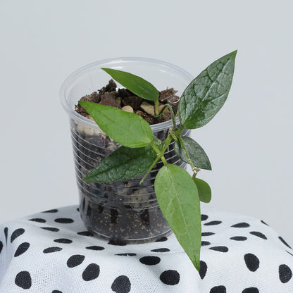 Dischidia punctata (Java)