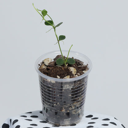 Dischidia astephana