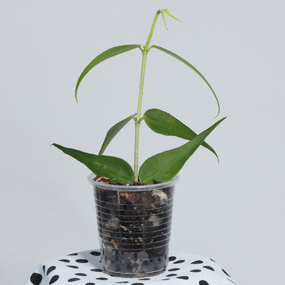 Hoya burmanica (Vietnam)