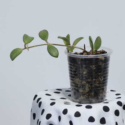 Hoya parvifolia