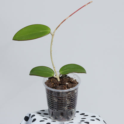 Hoya sp. (Haiphong, Vietnam)