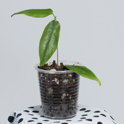 Hoya paradisea (NS11-159)