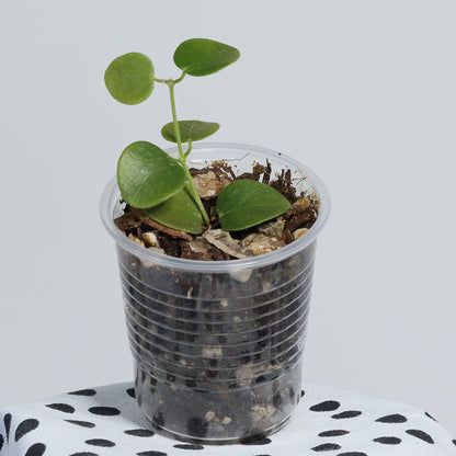 Hoya sp. Papua (02)