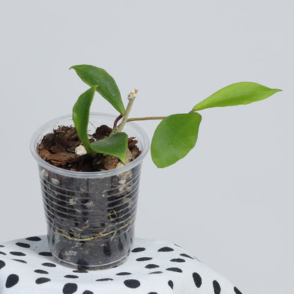 Hoya soidaoensis (SR2010-051, Thailand)