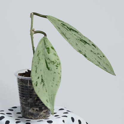 Hoya pubicalyx 'Pink Silver Ghost'