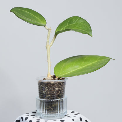 Hoya 'Patcharawalai 023'