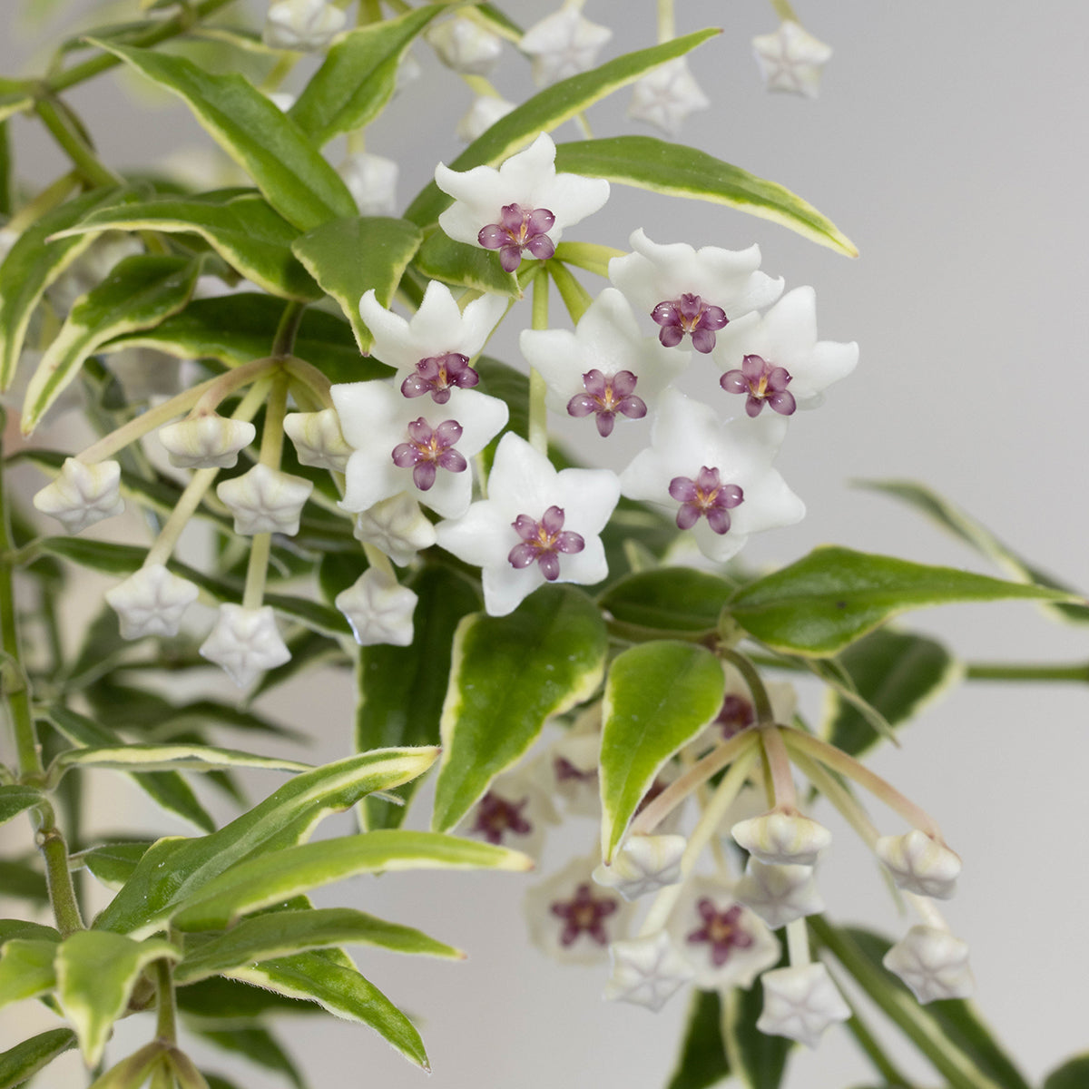 Hoya bella 'Anneke Buis'