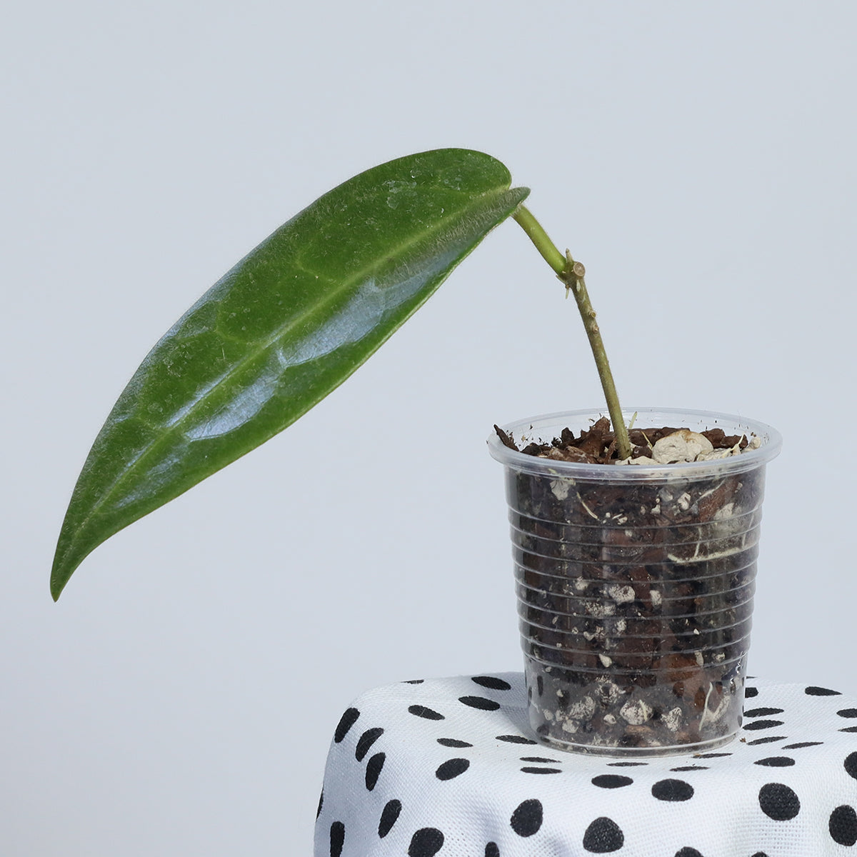 Hoya stenaokei ("stenakei", Dark Form)