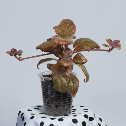 Episcia 'Jim´s Moody Rock'