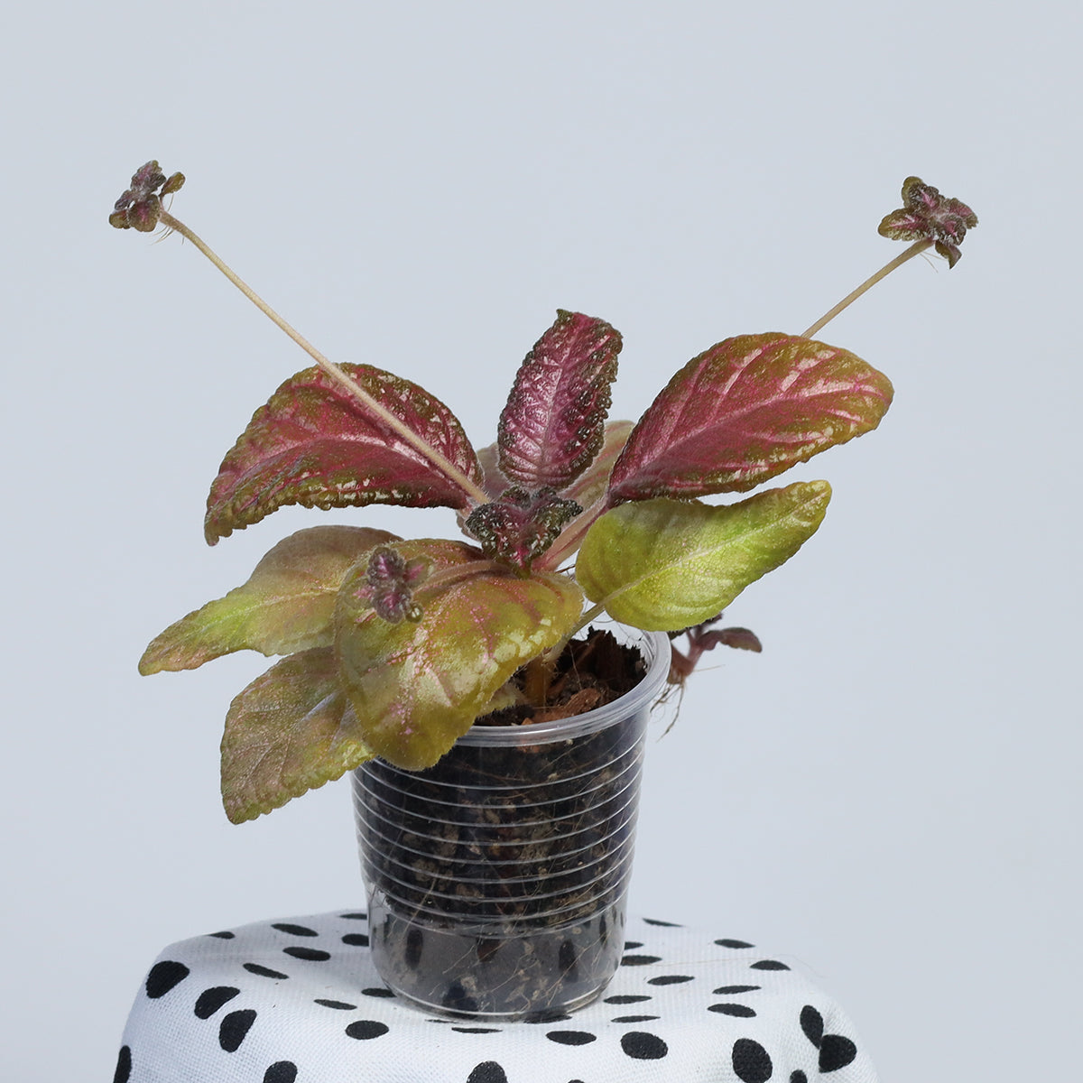 Episcia ‘Malayan Gem’