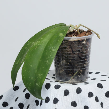 Hoya polypus