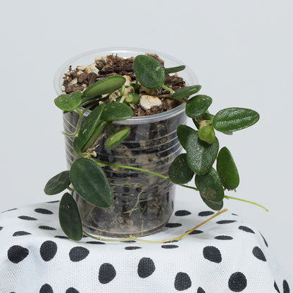 Hoya tengchongensis