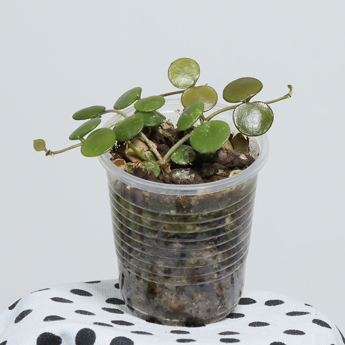 Hoya peltata