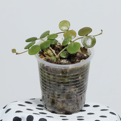 Hoya peltata