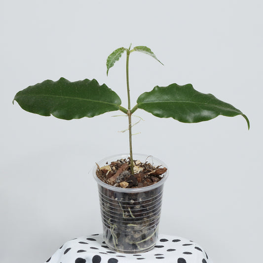 Hoya versteegii