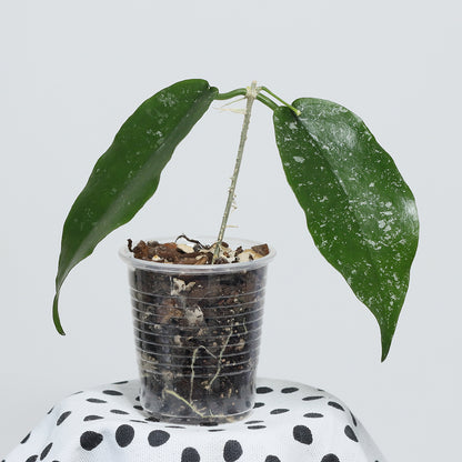 Hoya sangguensis (Malaysia)