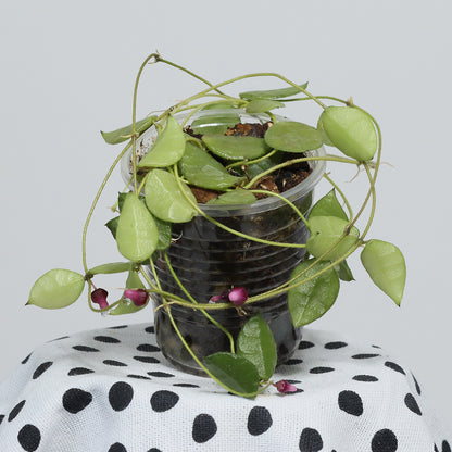 Dischidia hirsuta (small, folded leaves, pink flowers)