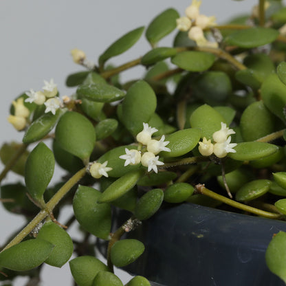 Dischidia nummularia (Small Form)