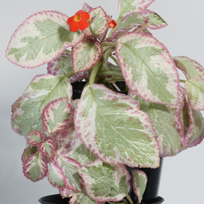 Episcia 'Cleopatra'