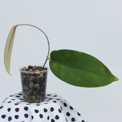 Hoya fauziana ssp. angulata