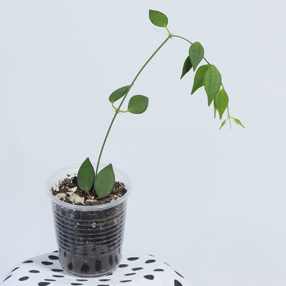 Dischidia merrillii