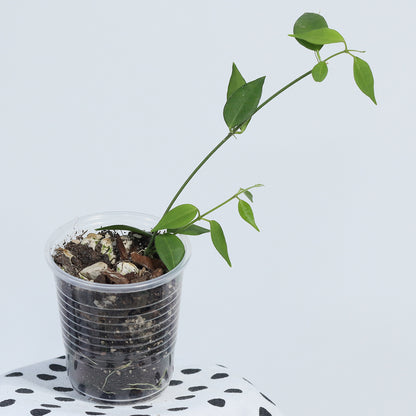 Dischidia merrillii