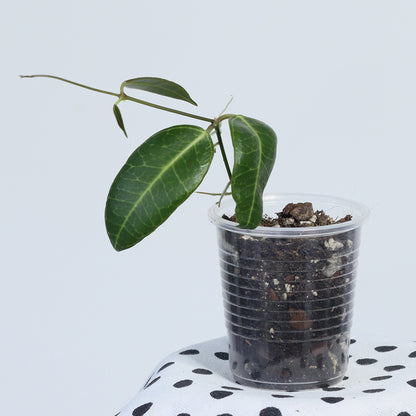 Dischidia lancifolia