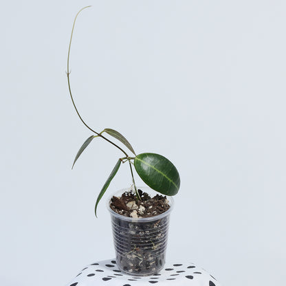 Dischidia lancifolia