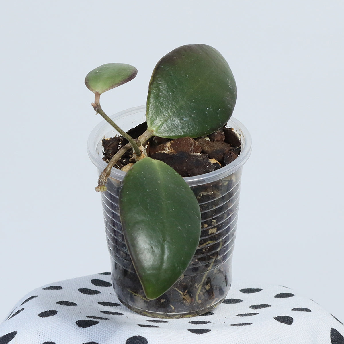 Hoya sp. Mamasa, Sulawesi