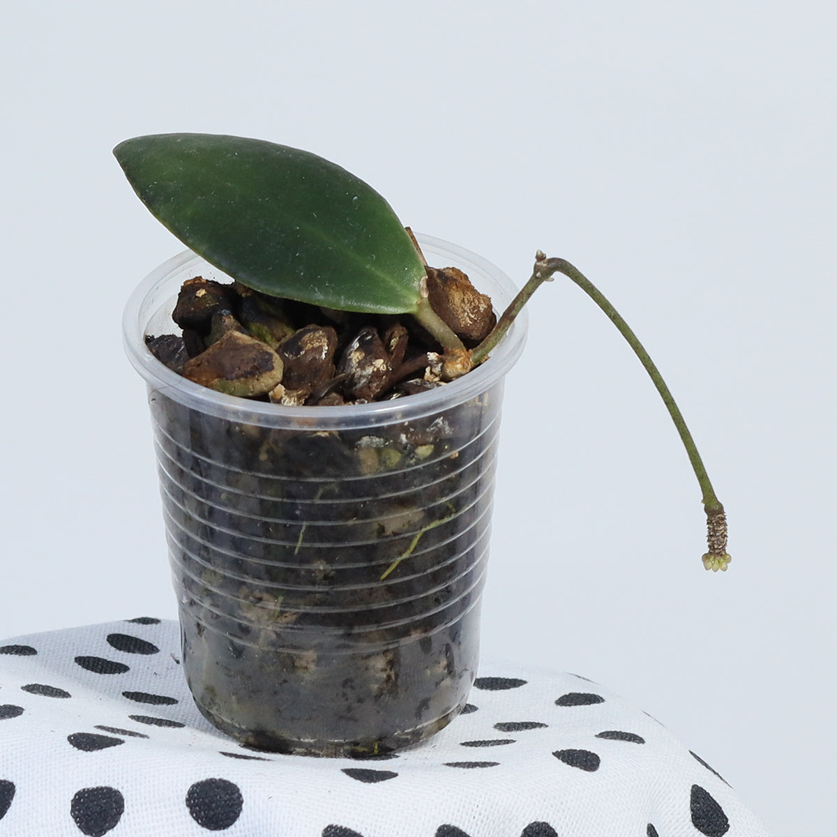 Hoya sp. Mamasa, Sulawesi