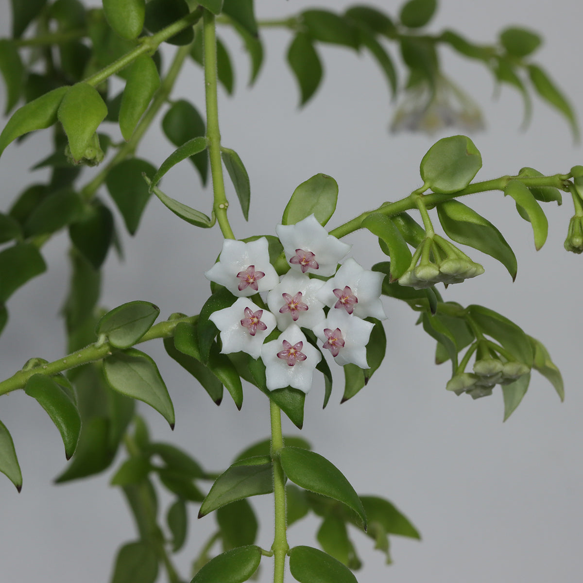 Hoya sp. aff. chinghungensis