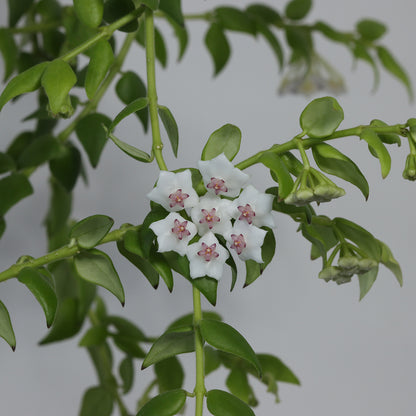 Hoya sp. aff. chinghungensis