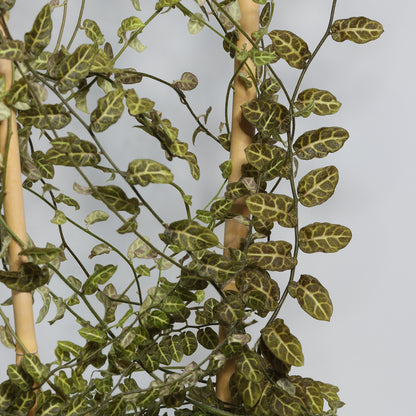 Solanum evolvulifolium (Ecuador)