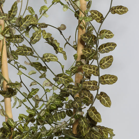 Solanum evolvulifolium (Ecuador)