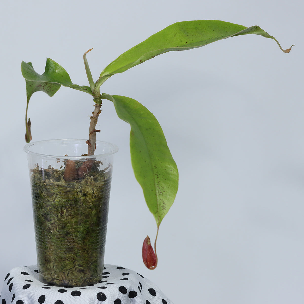 Nepenthes x hookeriana