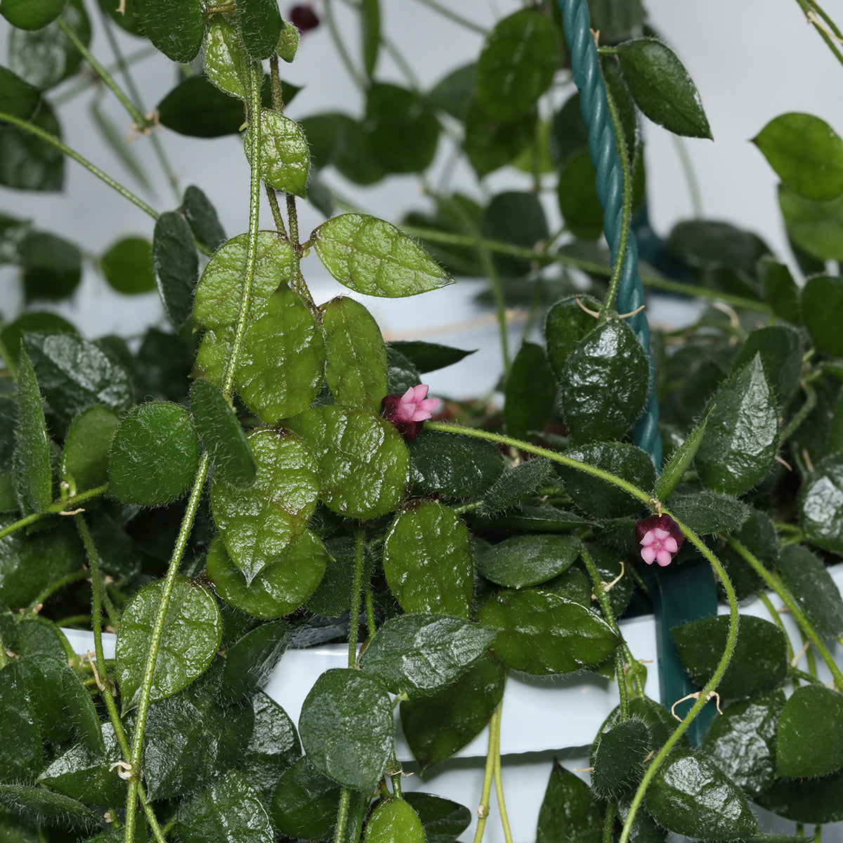 Dischidia hirsuta (NS01-009, Thailand, rosa blommor)