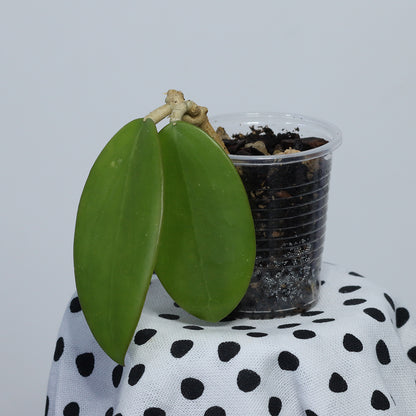 Hoya sp. (Haiphong, Vietnam)