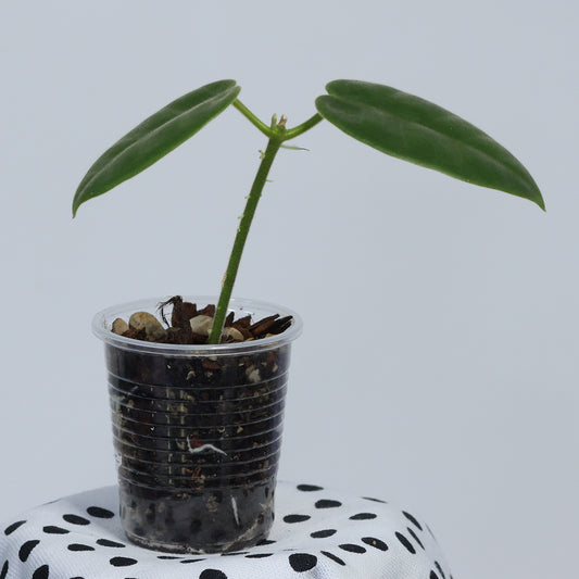 Hoya sp. Papua