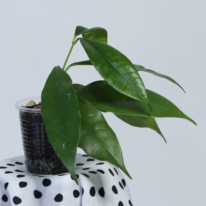 Hoya wallichii ssp. wallichii