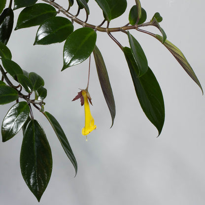 Nematanthus brasiliensis