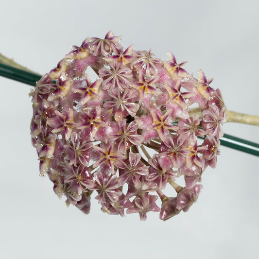 Hoya erythrostemma (pink flower)