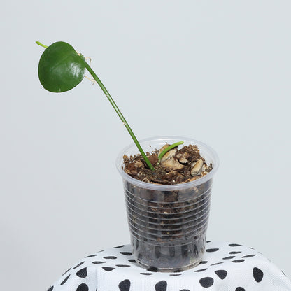 Dischidia sp. Timor