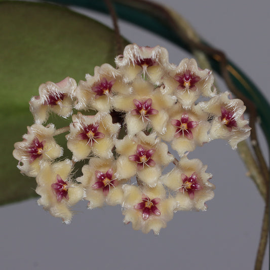 Hoya towutiensis