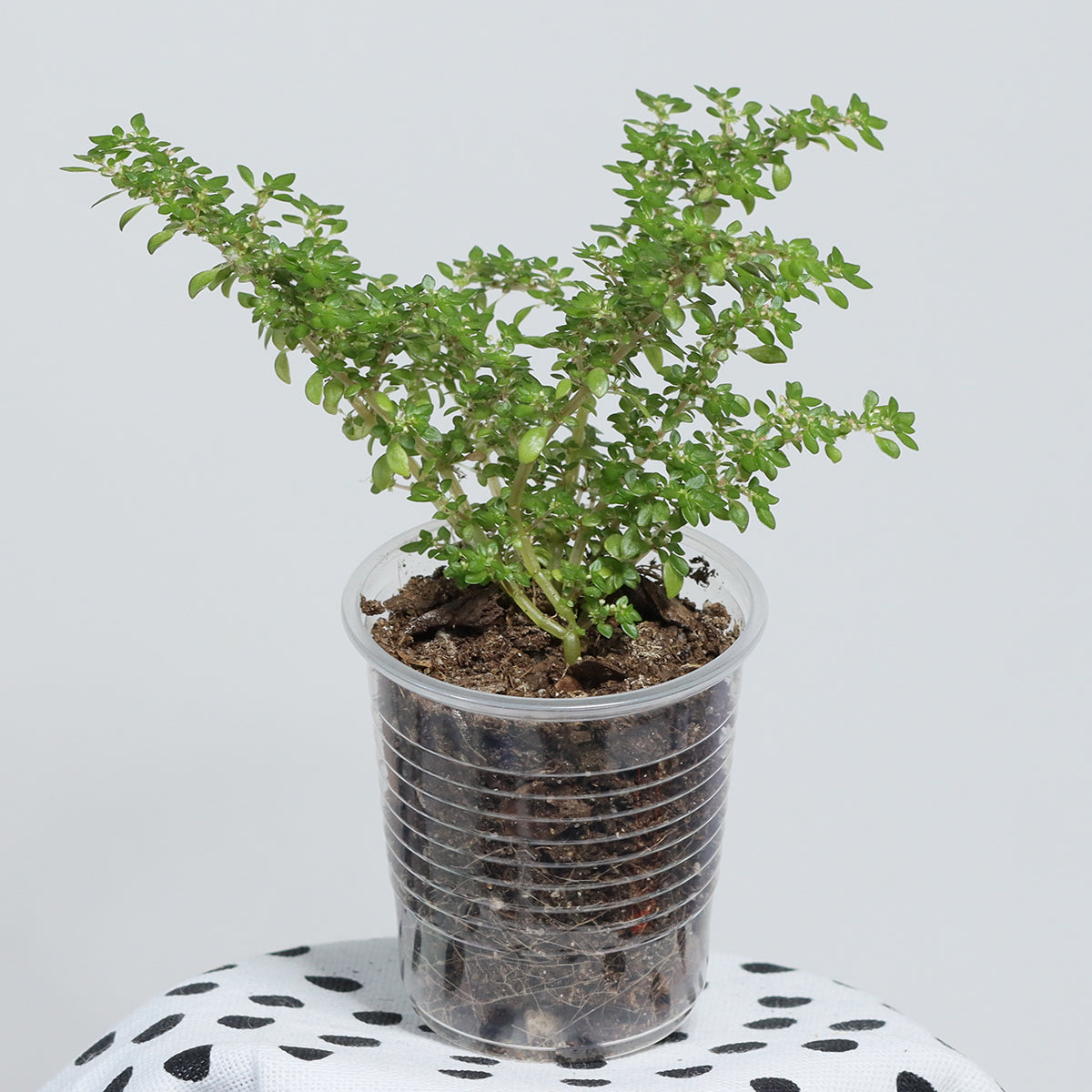Pilea microphylla