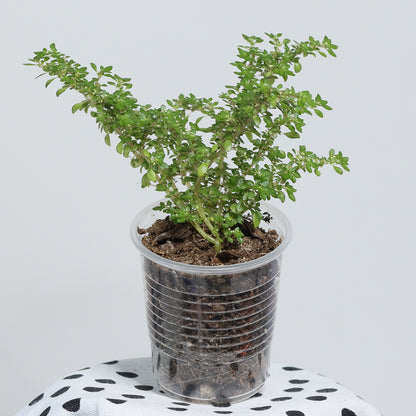 Pilea microphylla