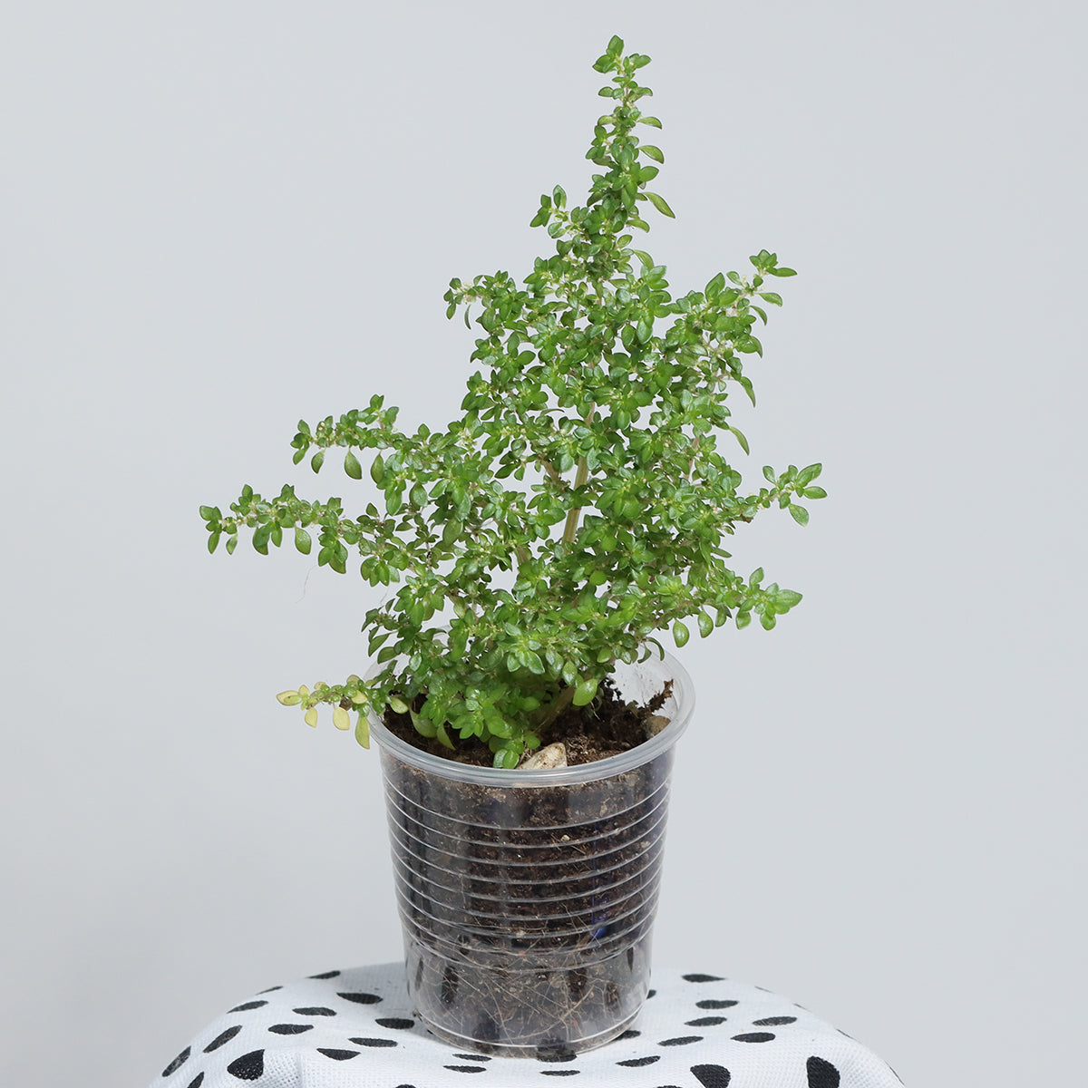 Pilea microphylla