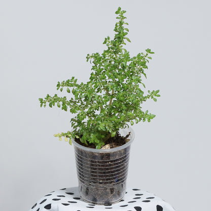 Pilea microphylla