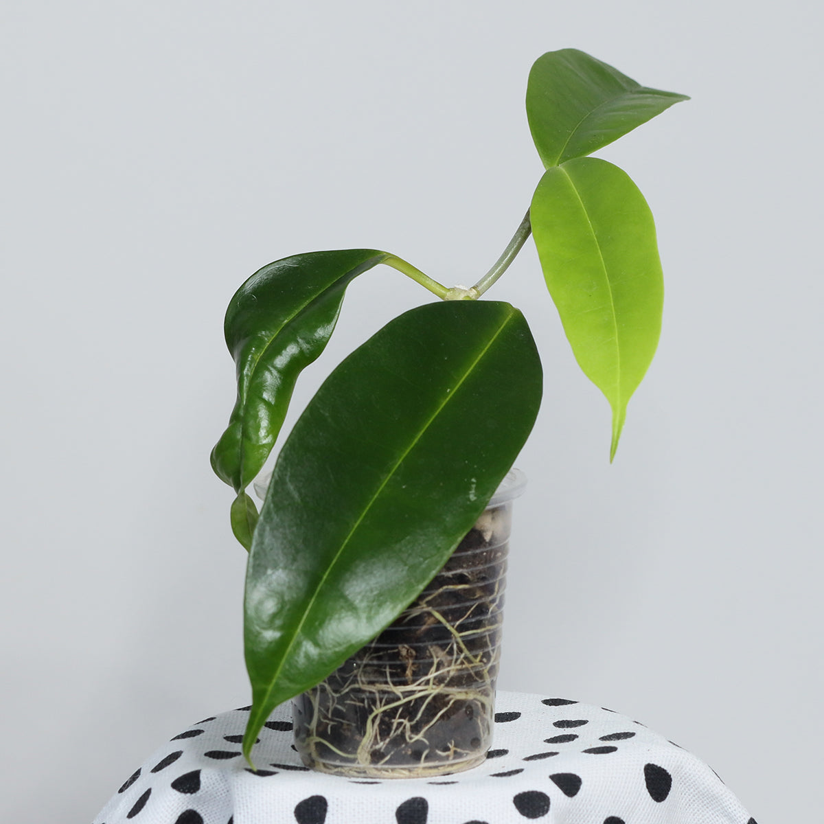 Hoya thuathienhuensis