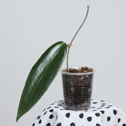 Hoya blashernaezii ssp. siariae (rosa, PW 1307-06)